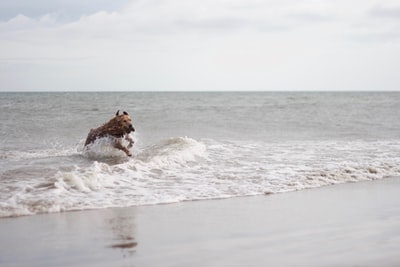 海滩线上的狗